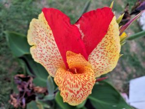 colorful cleopatra canna lily