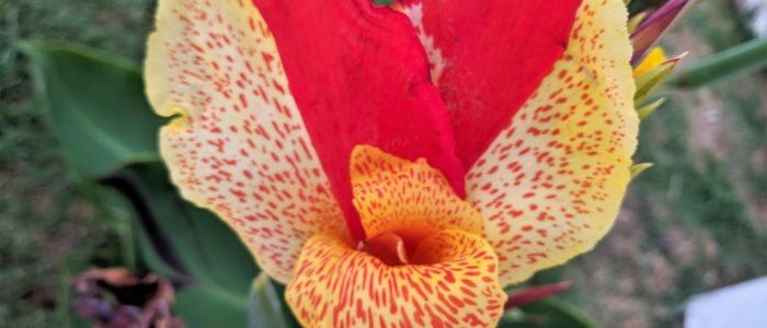 colorful cleopatra canna lily