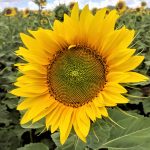 sunflower-yellow-happy