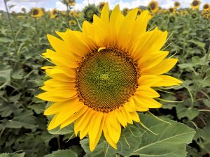 sunflower-yellow-happy