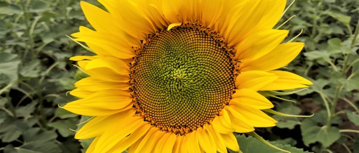 sunflower-yellow-happy