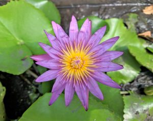 Libra Moon journal photo