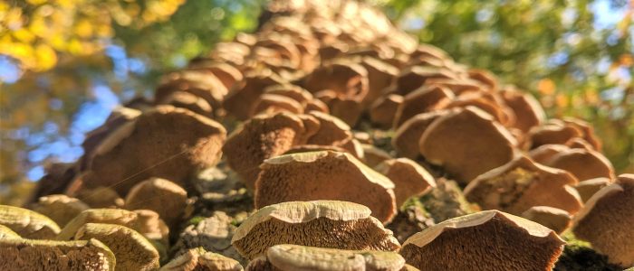 forest images-tree-tree with fungus-autumn-